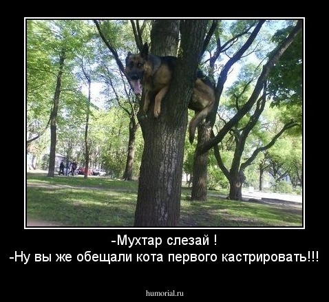 -Мухтар слезай !
-Ну вы же обещали кота первого кастрировать!!!