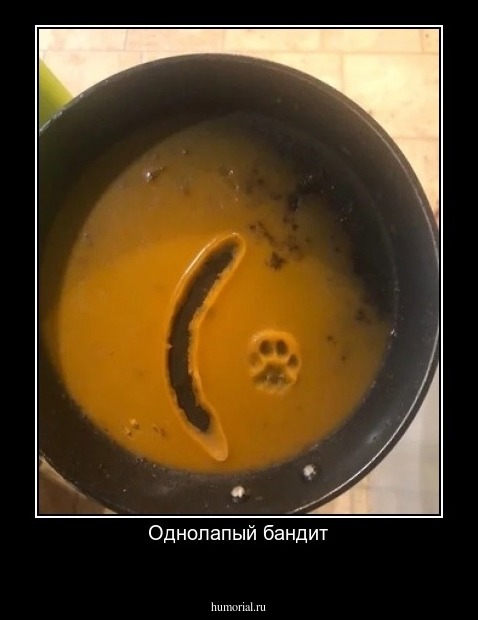 Однолапый бандит

