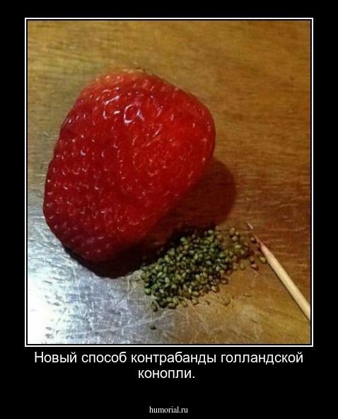 Новый способ контрабанды голландской конопли.
