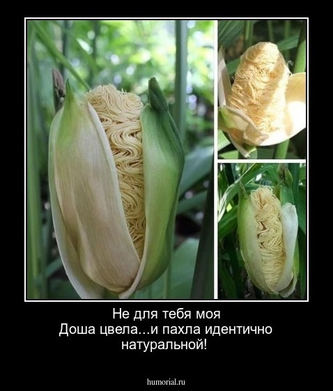 Не для тебя моя Доша цвела...и пахла идентично натуральной!