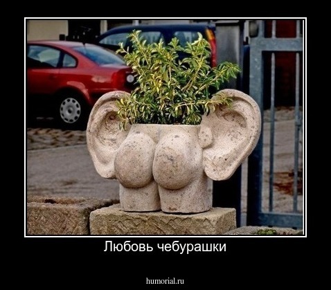 Любовь чебурашки