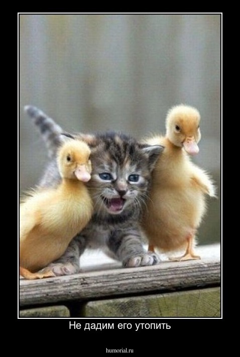 Не дадим его утопить