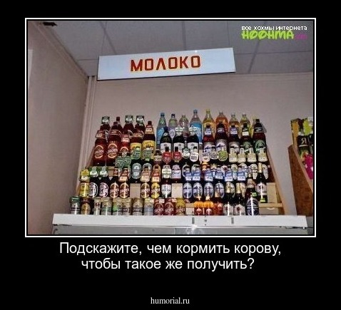 Подскажите, чем кормить корову, чтобы такое же получить?