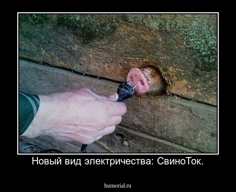 Новый вид электричества: СвиноТок.