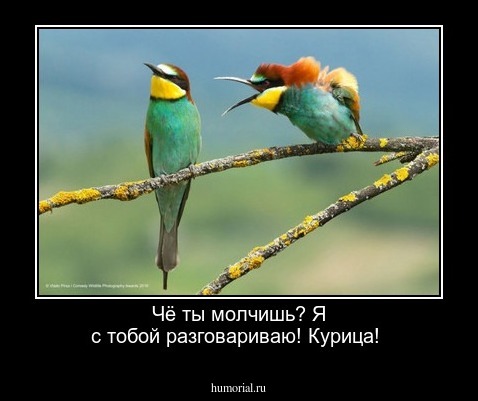 Чё ты  молчишь? Я  с тобой разговариваю! Курица!