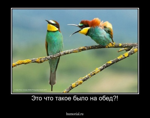Это что такое было на обед?!