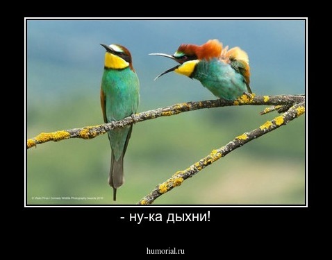  - ну-ка дыхни!