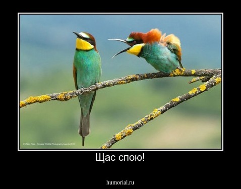 Щас спою!
