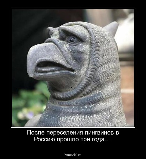 После переселения пингвинов в Россию прошло три года...