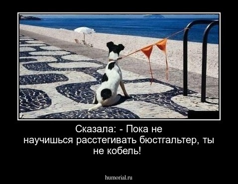Сказала: - Пока не научишься расстегивать бюстгальтер, ты не кобель!