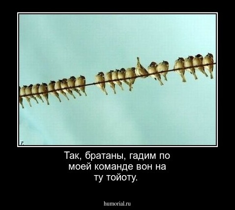 Так, братаны, гадим по моей команде вон на ту тойоту.     