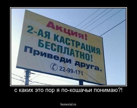 с каких это пор я по-кошачьи понимаю?!