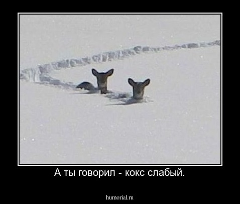 А ты говорил - кокс слабый.