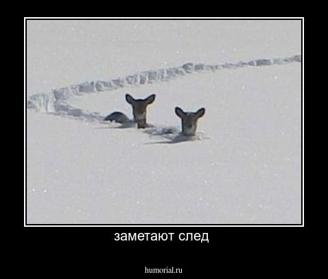 заметают след 