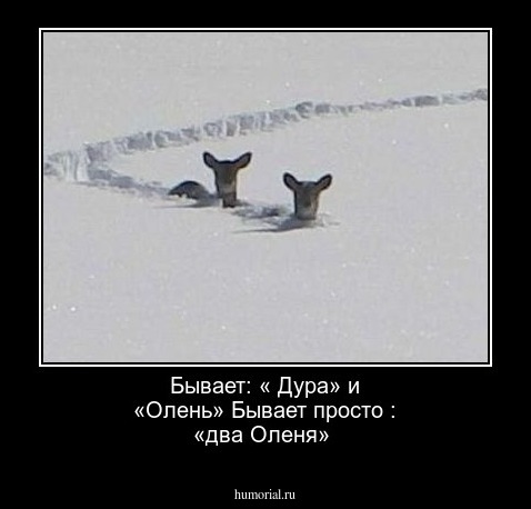 Бывает: « Дура» и «Олень»
Бывает просто : «два Оленя»