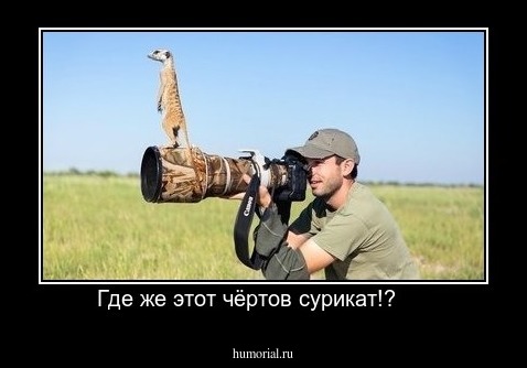Где же этот чёртов сурикат!?     