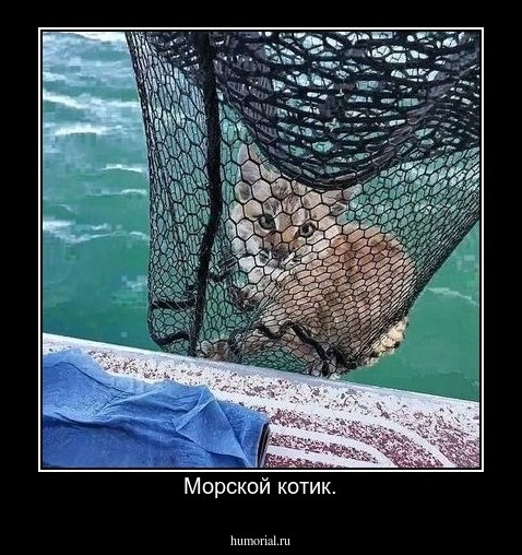 Морской котик.