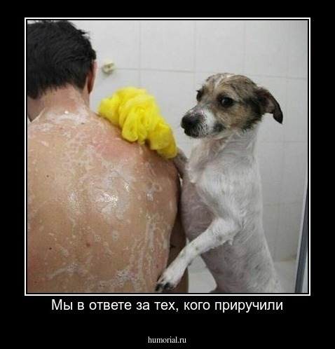 Мы в ответе за тех, кого приручили