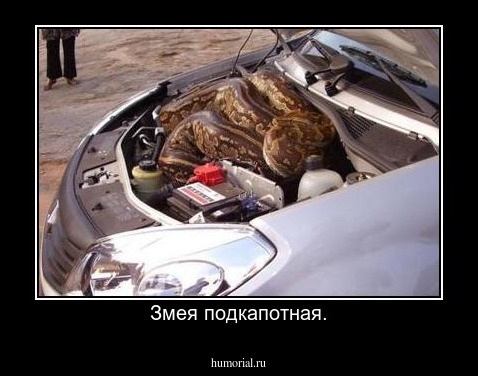 Змея подкапотная.