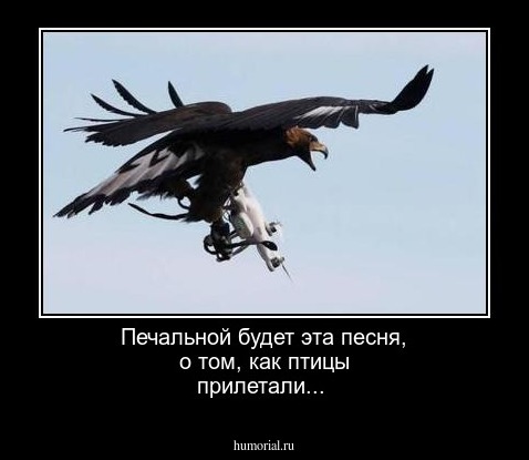 Печальной будет эта песня, о том, как птицы прилетали...