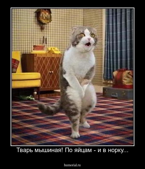 Тварь мышиная! По яйцам - и в норку...