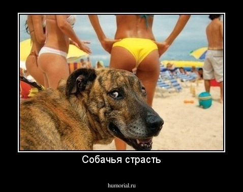 Собачья страсть