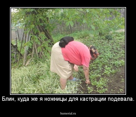 Блин, куда же я ножницы для кастрации подевала.
