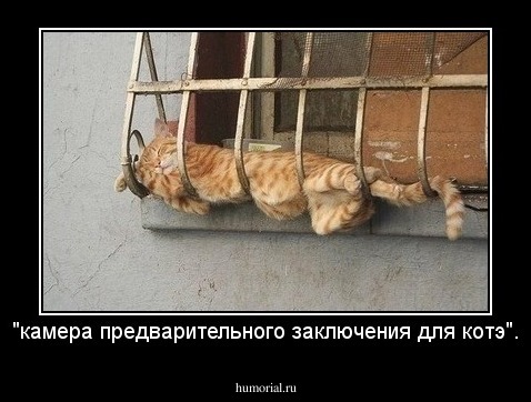 "камера предварительного заключения для котэ".