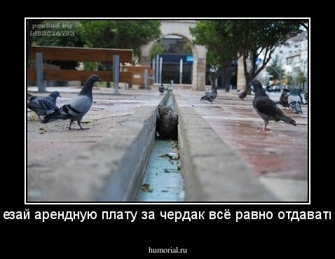 -Вася вылезай арендную плату за чердак всё равно отдавать придётся