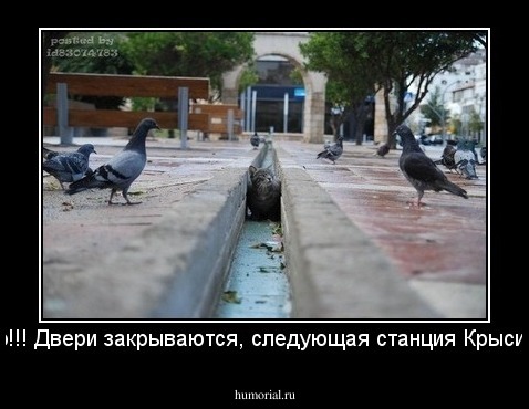 Осторожно!!! Двери закрываются, следующая станция Крысиная нора...