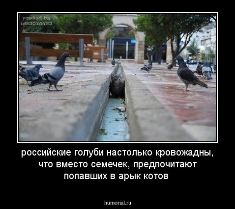 российские голуби настолько кровожадны, что вместо семечек, предпочитают попавших в арык  котов