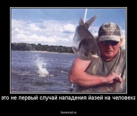 это не первый случай нападения йазей на человека