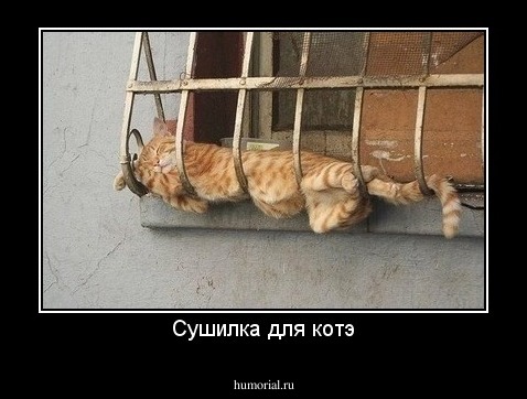 Сушилка для котэ