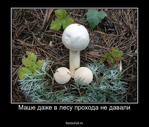 Маше даже в лесу прохода не давали