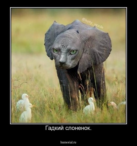 Гадкий слоненок.