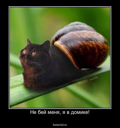 Не бей меня, я в домике!