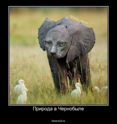 Природа в Чернобыле
