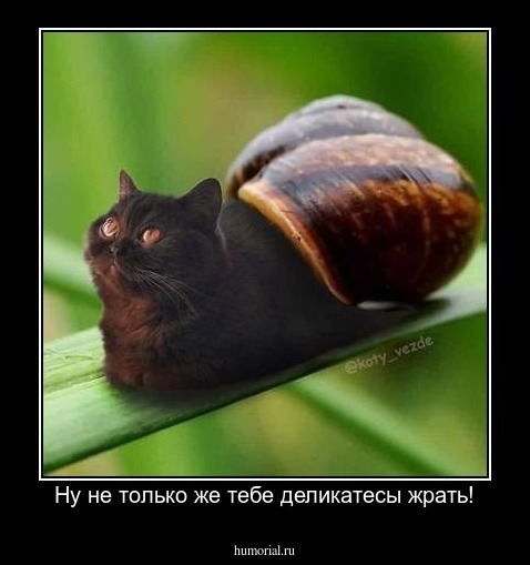 Ну не только же тебе деликатесы жрать!