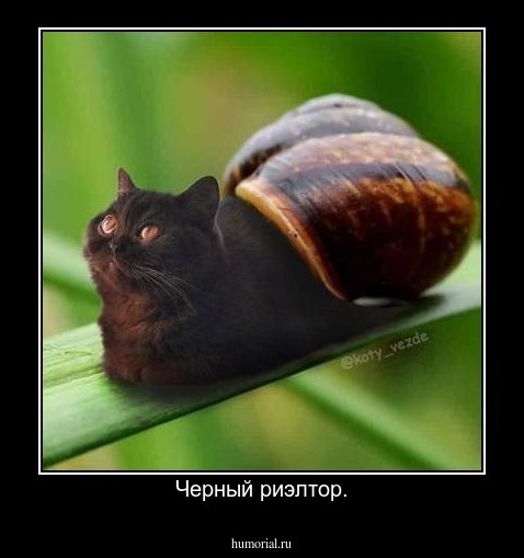 Черный риэлтор.