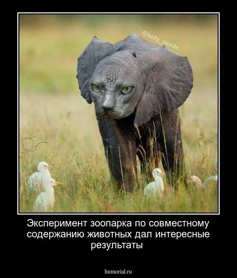 Эксперимент зоопарка по совместному содержанию животных дал интересные результаты