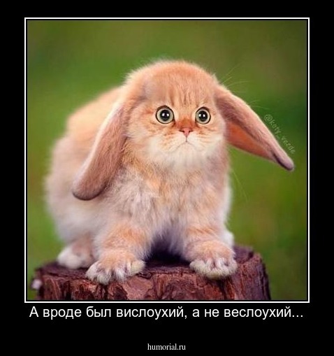 А вроде был вислоухий, а не веслоухий...