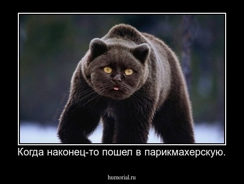 Когда наконец-то пошел в парикмахерскую.