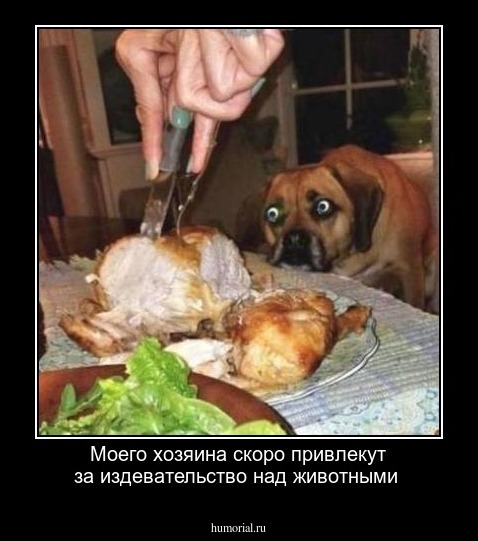 Моего хозяина скоро привлекут за издевательство над животными
