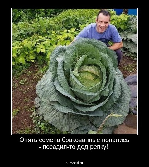 Опять семена бракованные попались - посадил-то дед репку!
