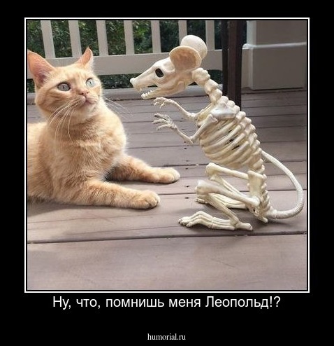 Ну, что, помнишь меня Леопольд!?