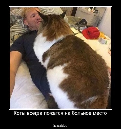 Коты всегда ложатся на больное место