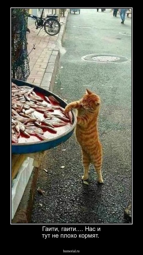 Гаити, гаити.... Нас и тут не плохо кормят.