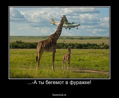 ...-А ты бегемот в фуражке!