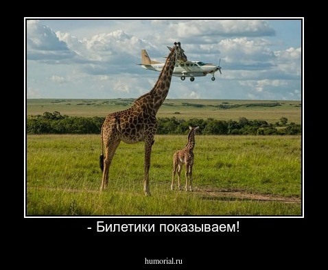 - Билетики показываем!