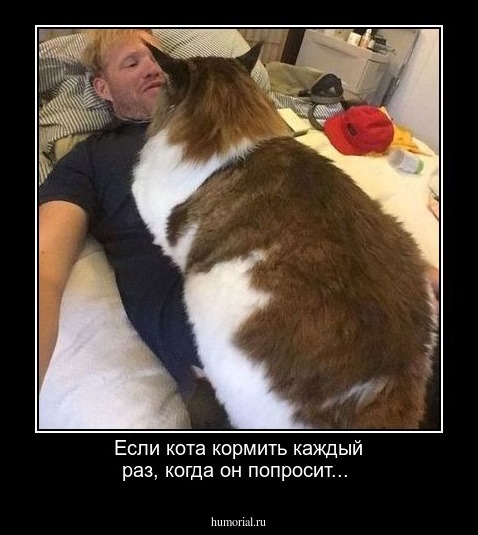 Если кота кормить каждый раз, когда он попросит...